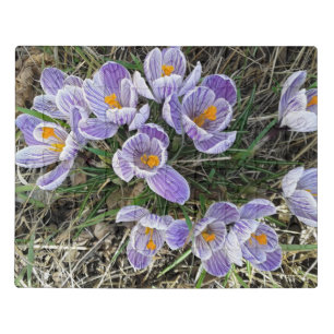 Pickwick Purple Crocus Flowers Jigsaw Puzzle