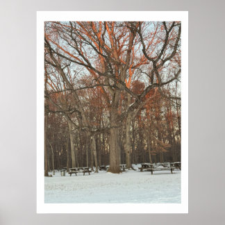 Picnic Tables During Winter Poster