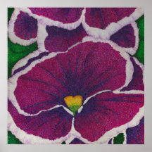 Picottee Pansy