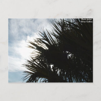 Picture 150, Photo Artist: Silver Collins Postcard