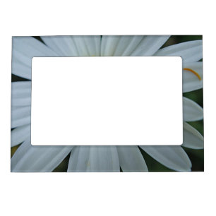picture frame large white margerite blossom