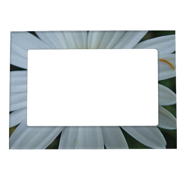 picture frame large white margerite blossom (Front)