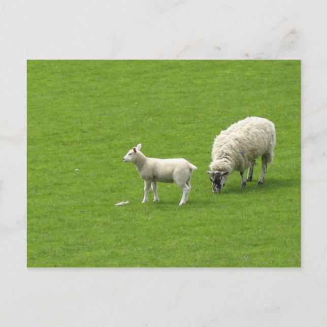 Picture Of A Baby Sheep With Her Mother Postcard (Front)