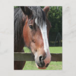 Picture of a Quarter Horse Postcard