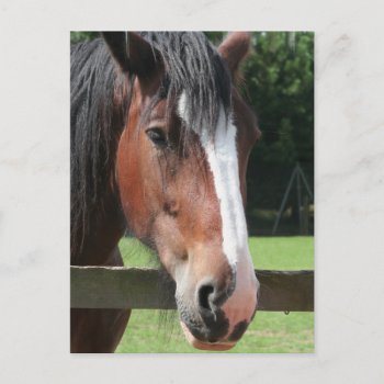 Picture Of A Quarter Horse Postcard by HorseStall at Zazzle