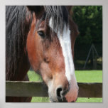 Picture of a Quarter Horse Print