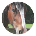 Picture of a Quarter Horse Sticker