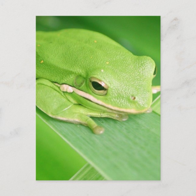 Picture of a Tree Frog Postcard (Front)