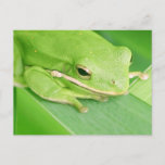 Picture of a Tree Frog Postcard