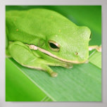 Picture of a Tree Frog Poster