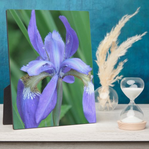 Picture of an Iris  Plaque