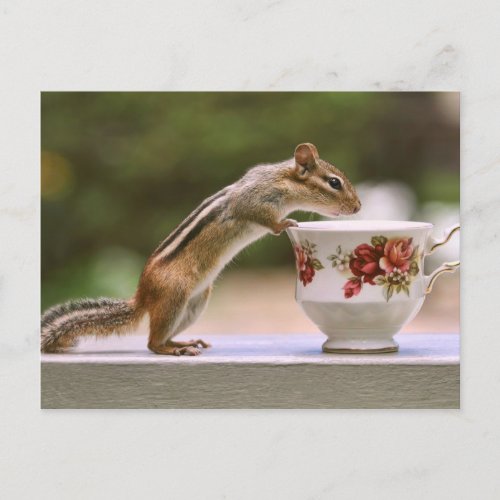 Picture of Chipmunk with China Teacup Postcard