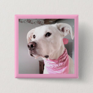 Picture of Cute White Puppy Dog Wearing Pink Scarf Button