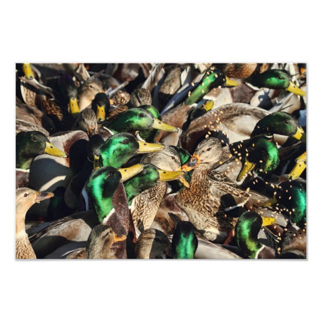 Picture of Ducks in a Crowd Photo Print (Front)