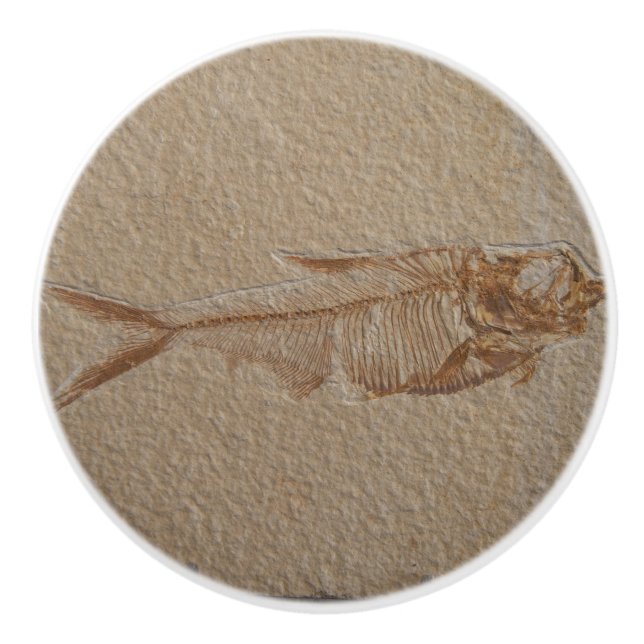 Picture of Fish Fossil Sandstone Ceramic Knob (Front)