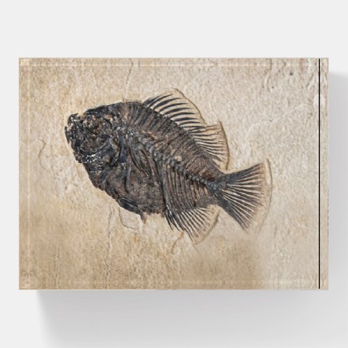 Picture of Fish Fossil Sandstone Paperweight