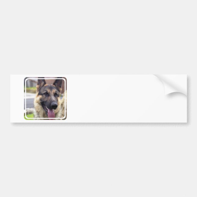 Picture of German Shepherd  Bumper Stickers (Front)