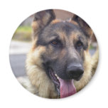 Picture of German Shepherd  Magnet