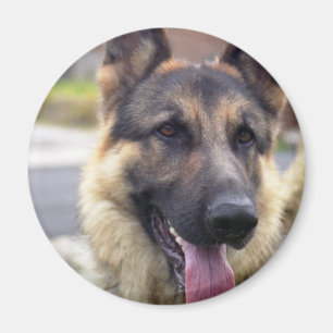 Picture of German Shepherd Magnet