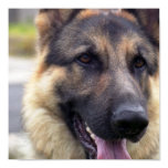 Picture of German Shepherd Poster