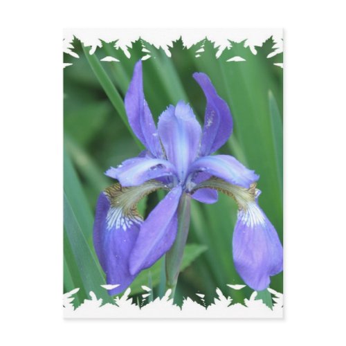 Picture of Iris Postcard