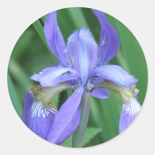 Picture of Iris Stickers | Zazzle