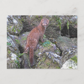 Picture of Mink Postcard