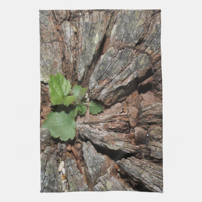 Picture of Old Wood with Plant. Kitchen Towels