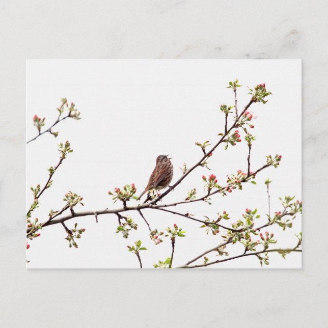 Picture of Sparrow Singing in Flowering Tree Postcard (Front)
