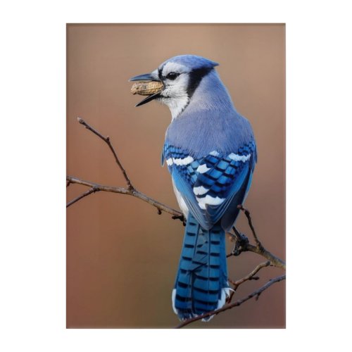 Picture Perfect Blue Jay Acrylic Print