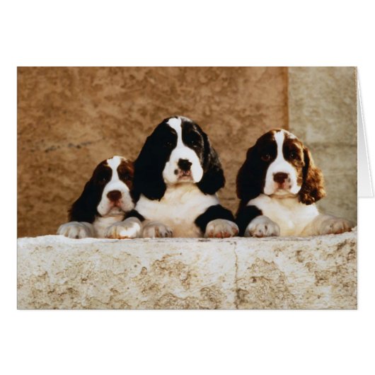 Picture Perfect Cute Puppies (Front Horizontal)