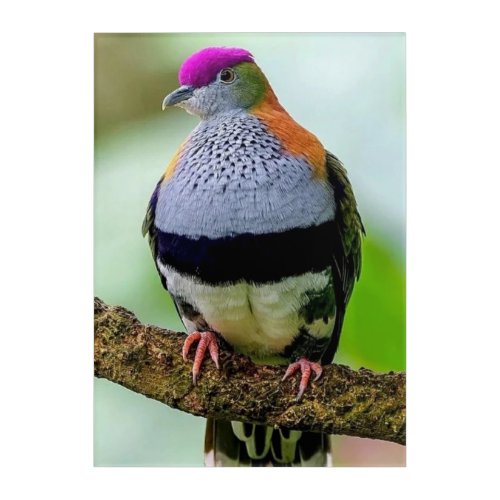 Picture Perfect Superb Fruit Dove Acrylic Print