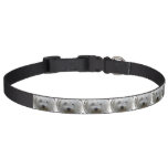 Pictures of Maltese Pet Collar