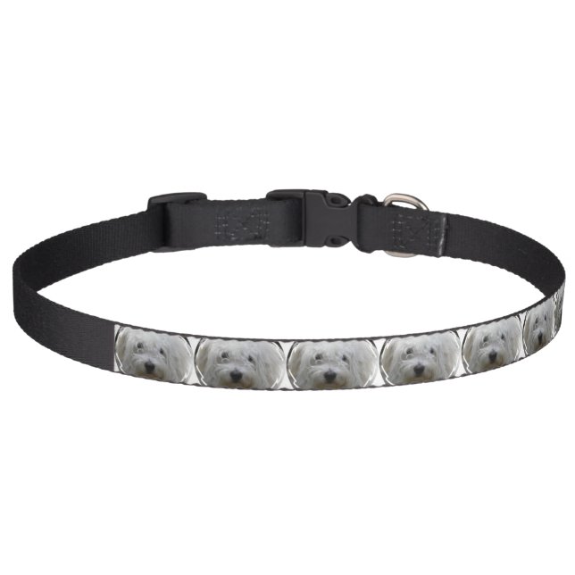 Pictures of Maltese Pet Collar (Front)