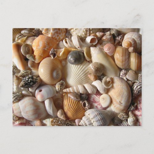 Pictures of Seashells Photography Postcard