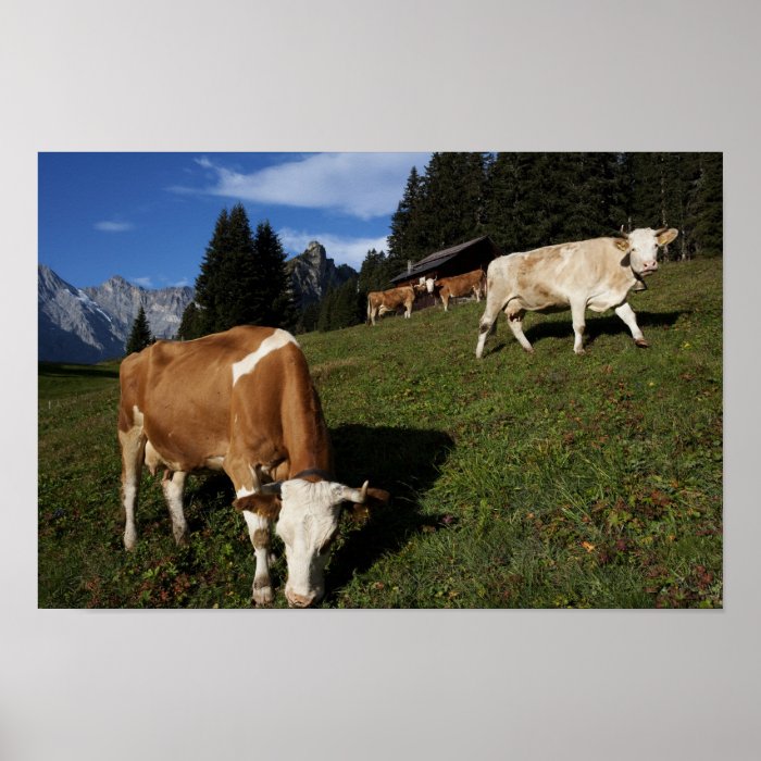 Pictures of Switzerland Cows near Murren Poster