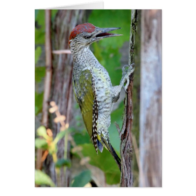 Picus viridis cards (Front)