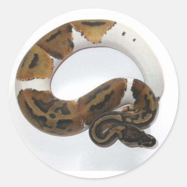 piebald ball python classic round sticker (Front)