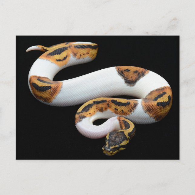 piebald ball python postcard (Front)