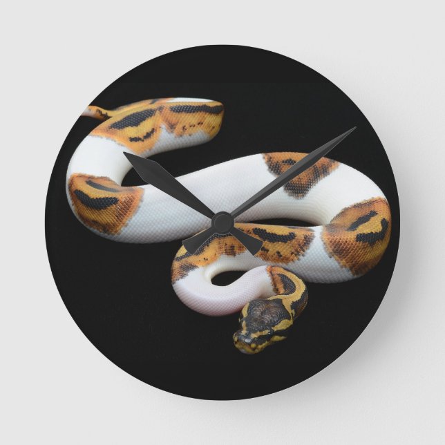 piebald ball python round clock (Front)