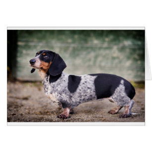 Piebald dachshund cards