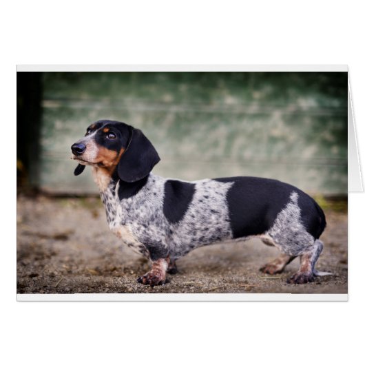 Piebald dachshund cards (Front Horizontal)