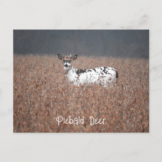 Piebald Deer Photo Postcard (Front)