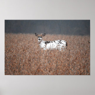 Piebald Deer Photo Poster