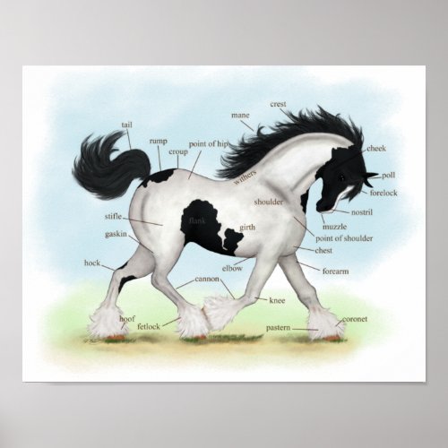 Piebald Gypsy Horse Equestrian Anatomy Poster
