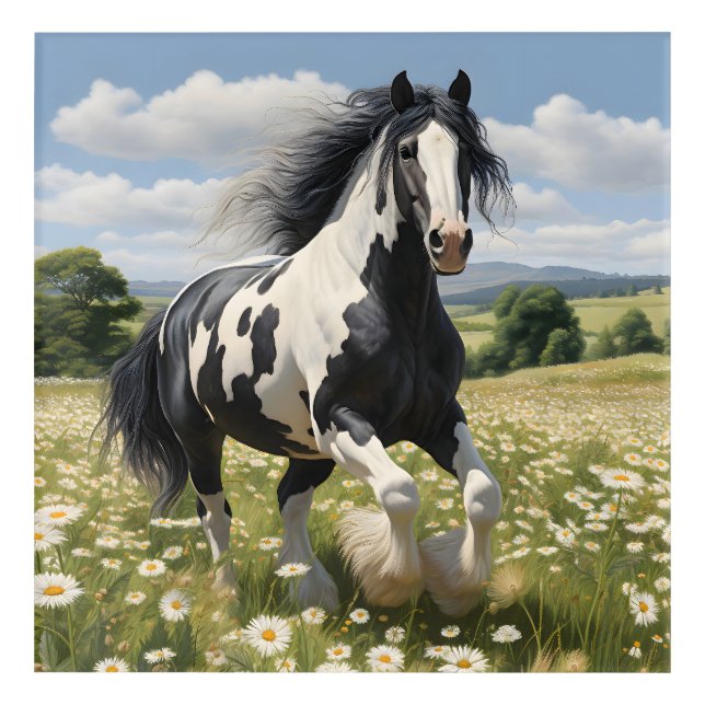 Piebald Irish Cob Horse Galloping Through Daisies Acrylic Print (Front)