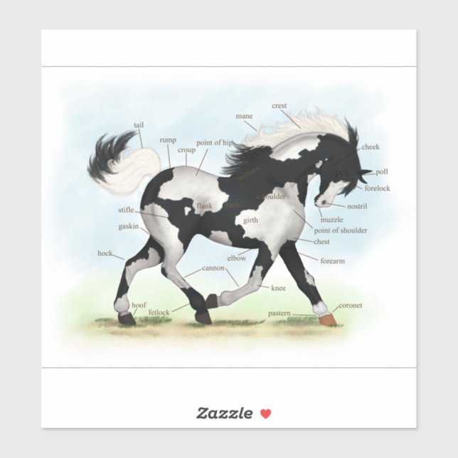 Piebald Overo Pinto Horse Equestrian Anatomy Chart Sticker (Sheet)