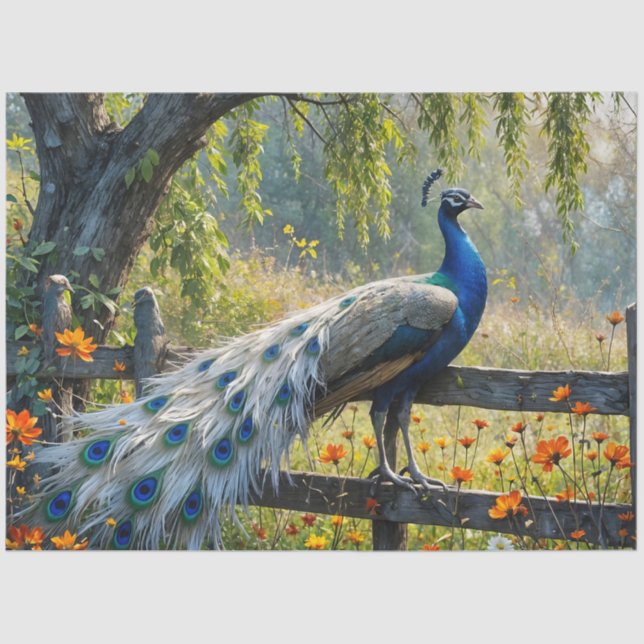 Piebald Peacock on Split rail fence Tissue Paper (Front)