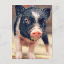 Piebald Pig puppy for Pig Lovers Postcard