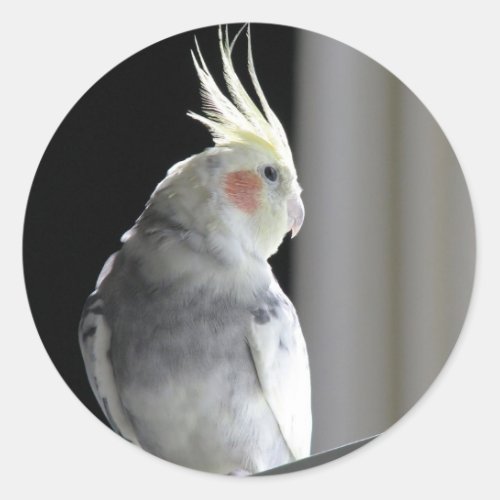 Pied Cockatiel Classic Round Sticker